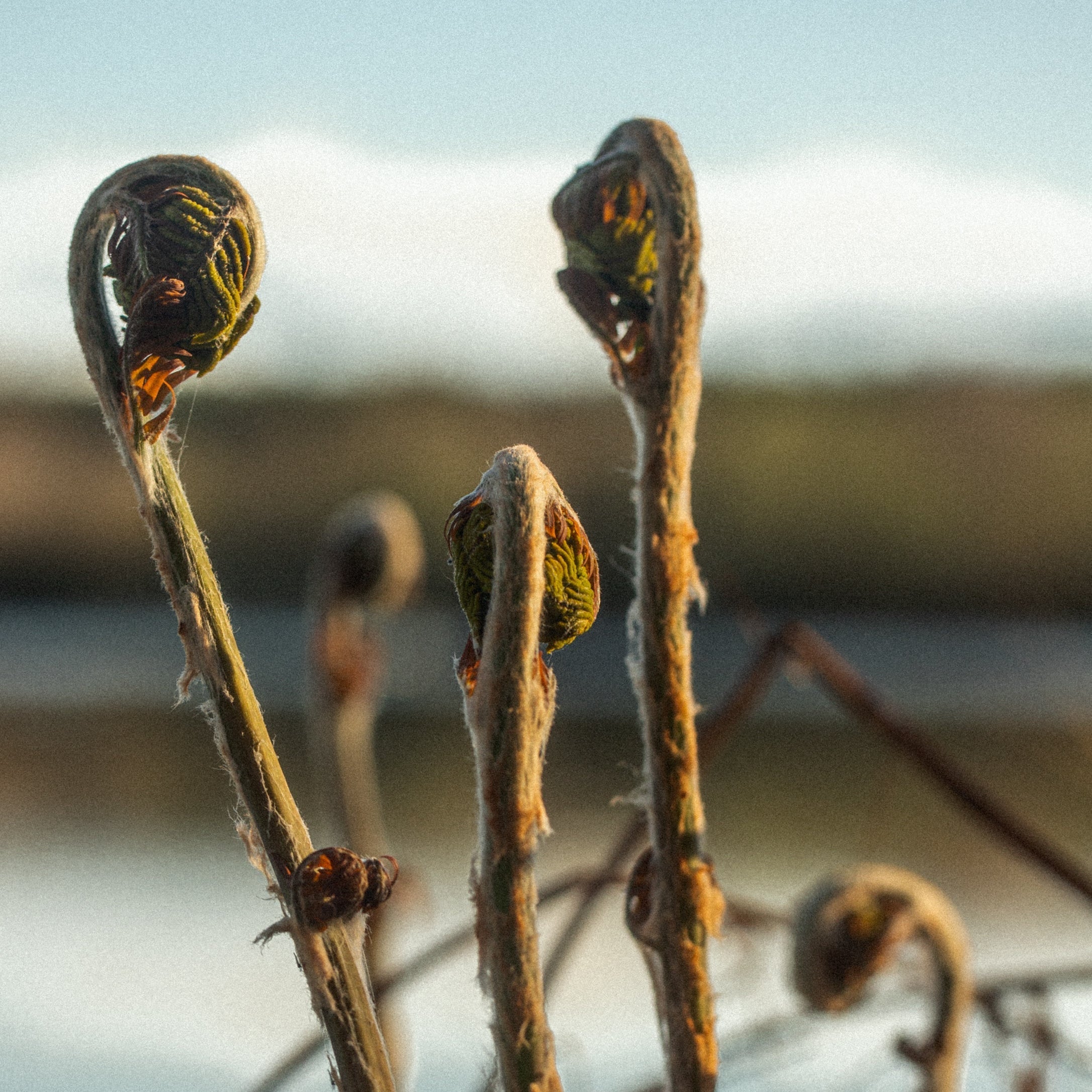 COSMOS Organic KAZEMI | certifié par Cosmécert et labellisé Cosmébio