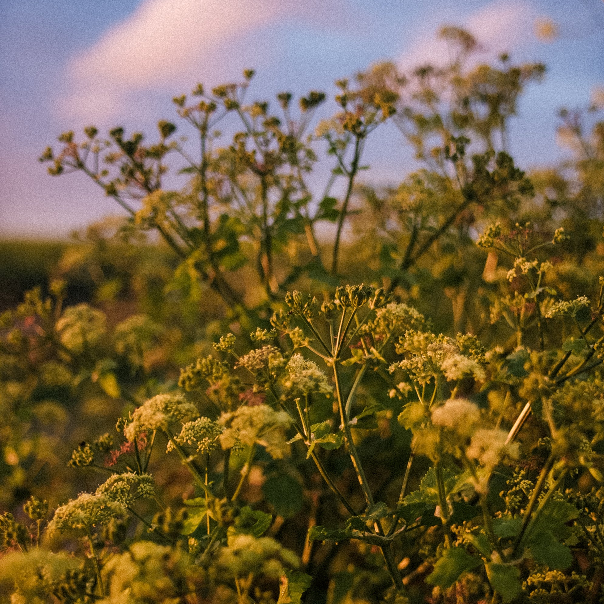 MACERON Purifying & Soothing Facial Oil