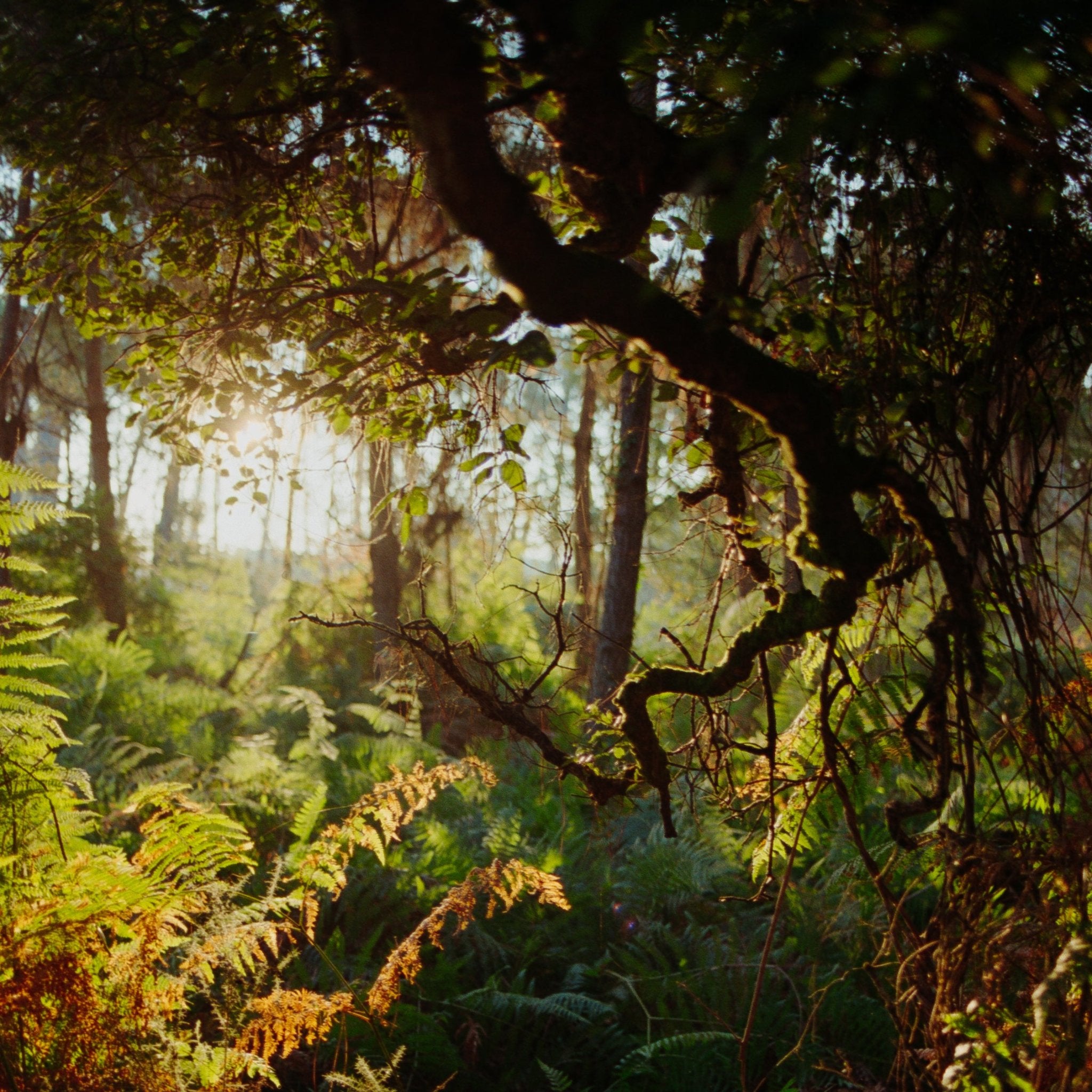 Les-landes-cosmetiques-naturels