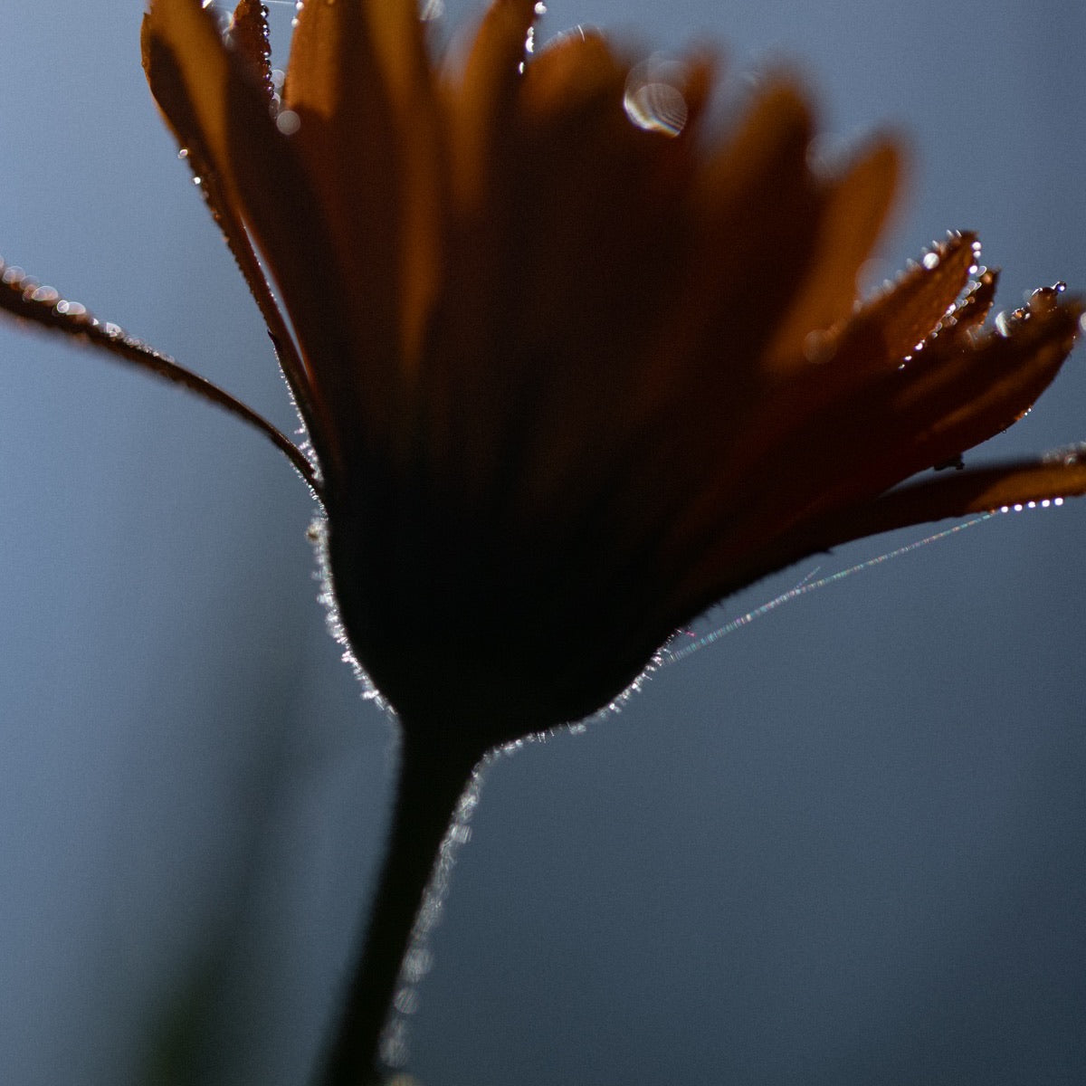 Organic vs Conventional Cosmetics: Understanding the Differences